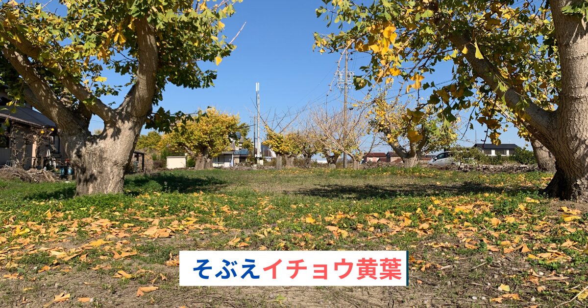 そぶえイチョウ黄葉