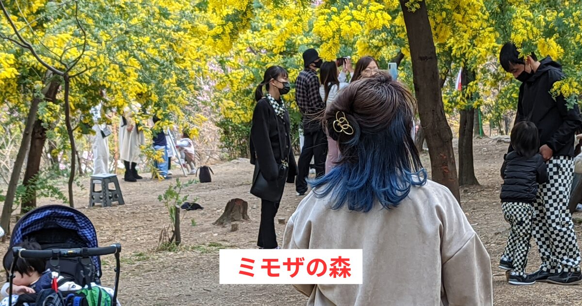 ミモザの森