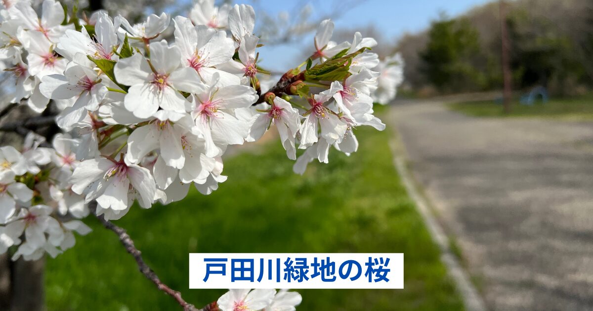 戸田川緑地の桜