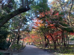 東山公園紅葉