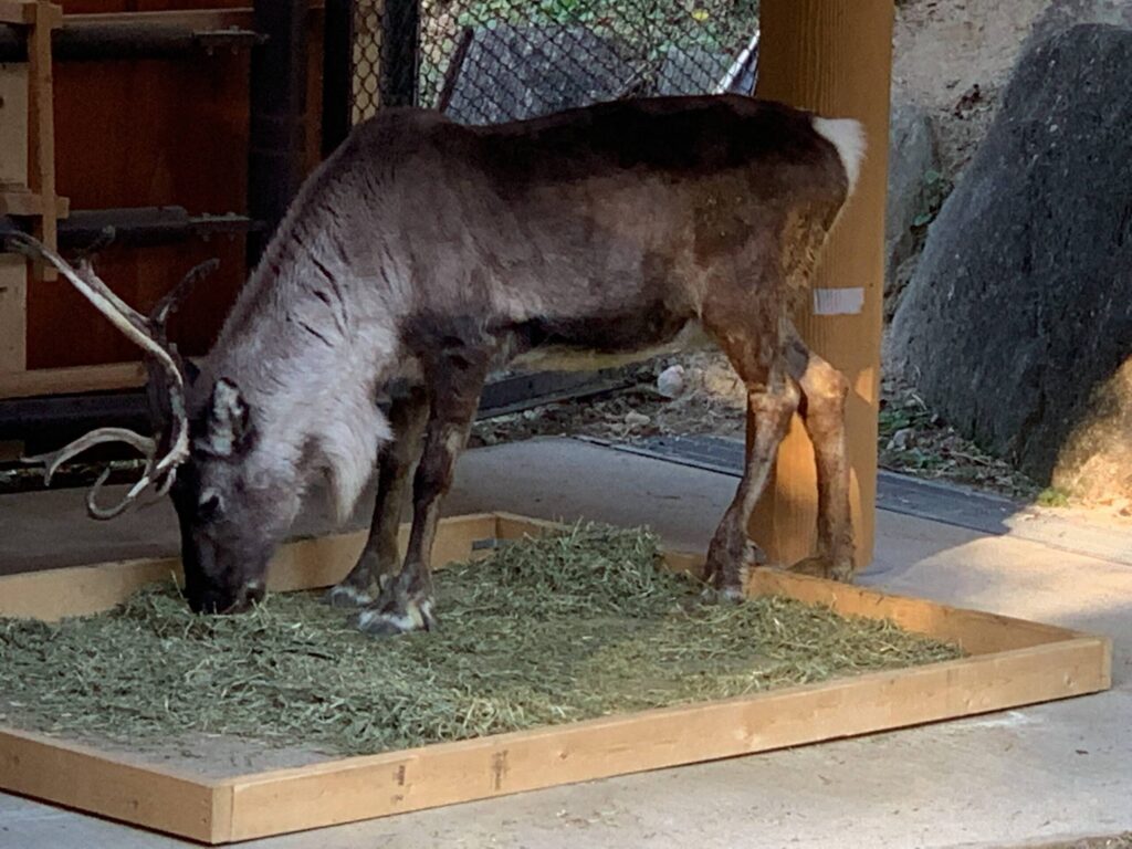 動物