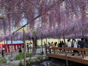 愛知県津島市の天王川公園で開催される藤まつり