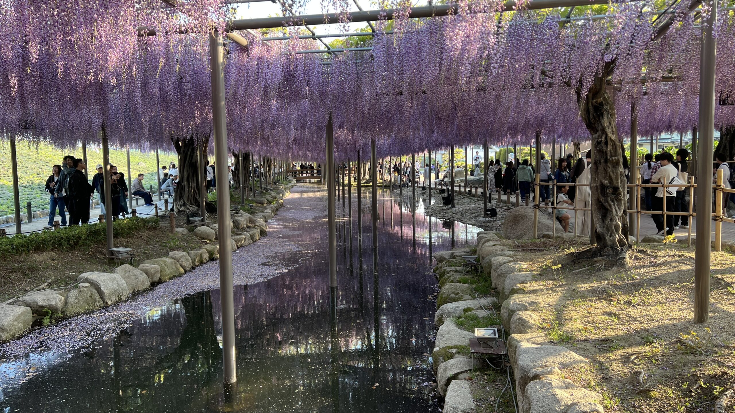 愛知県津島市の天王川公園、藤まつり