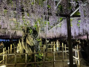 愛知県津島市の天王川公園の藤まつりライトアップ
