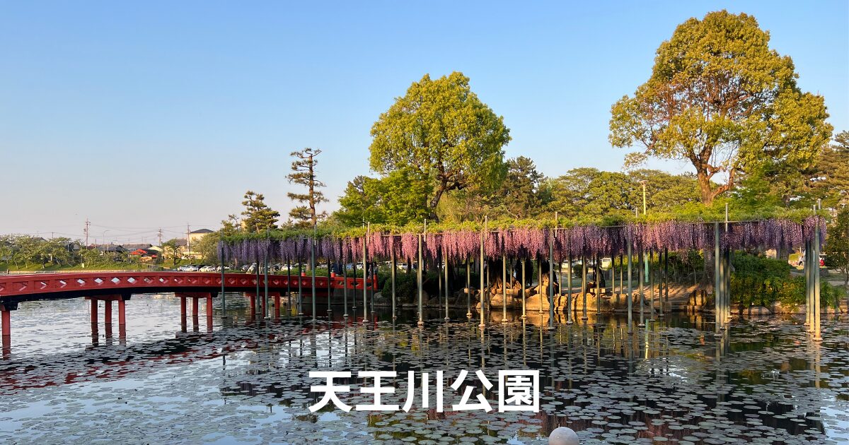 愛知県津島市の天王川公園、藤まつり